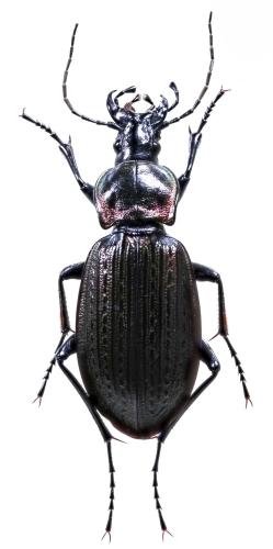 Carabus morbillosus alternans